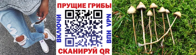 Псилоцибиновые грибы GOLDEN TEACHER Задонск
